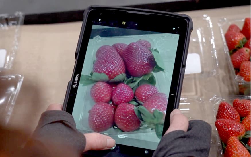 Albertsons launches AI produce inspection system in select distribution centers