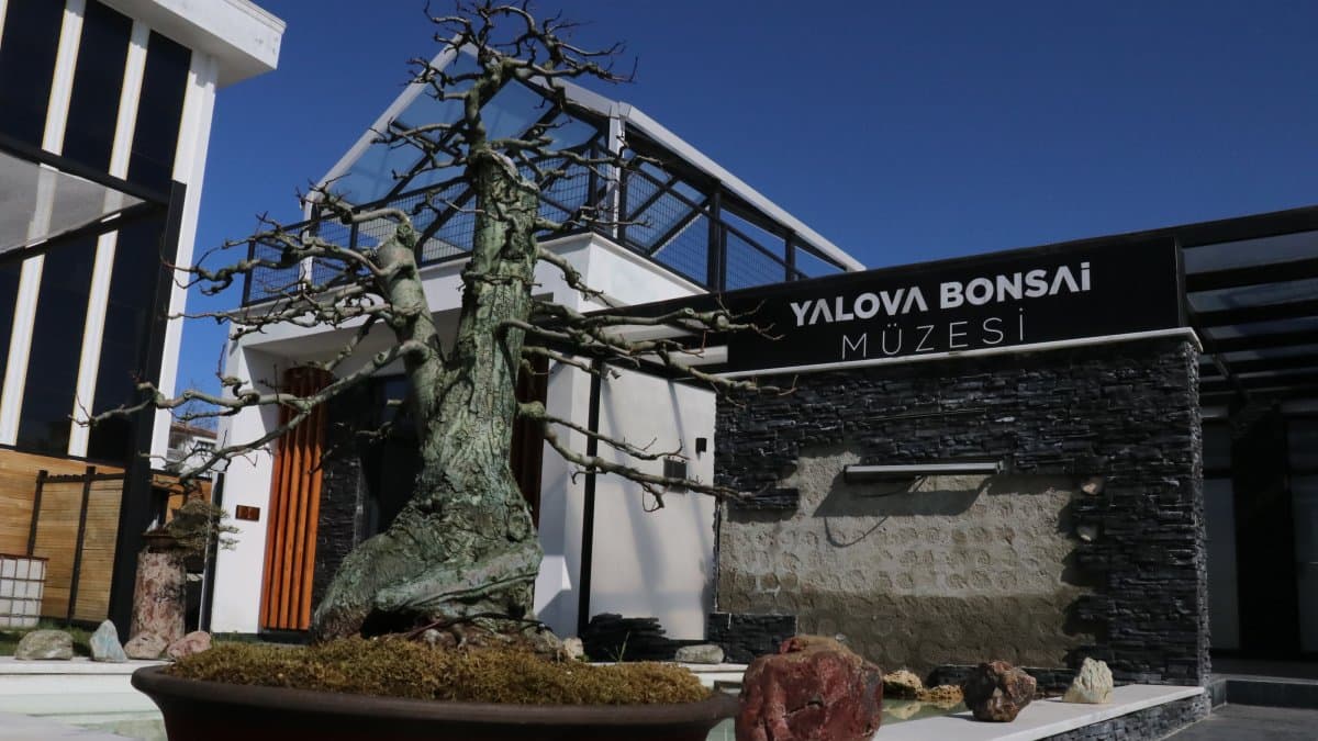 Turkish news account spotlights naturally shaped bonsai tree in the wild