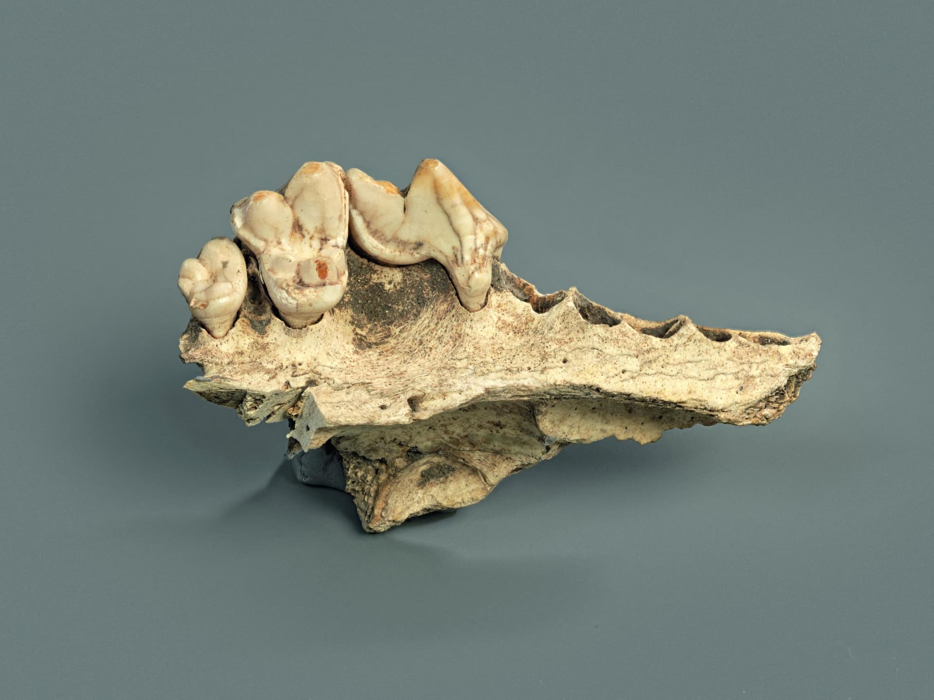 Study Finds Domesticated Dogs Reached Western Eurasia at Least 14,000 Years Ago