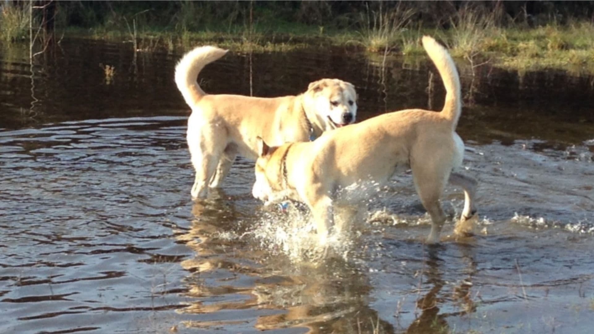 Seattle parks debate off-leash dogs, balancing freedom and safety