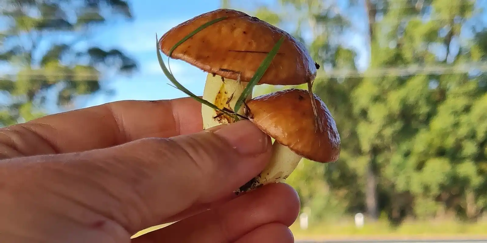 Guided winter mushroom hunt near Lithgow promises foraging and lunch