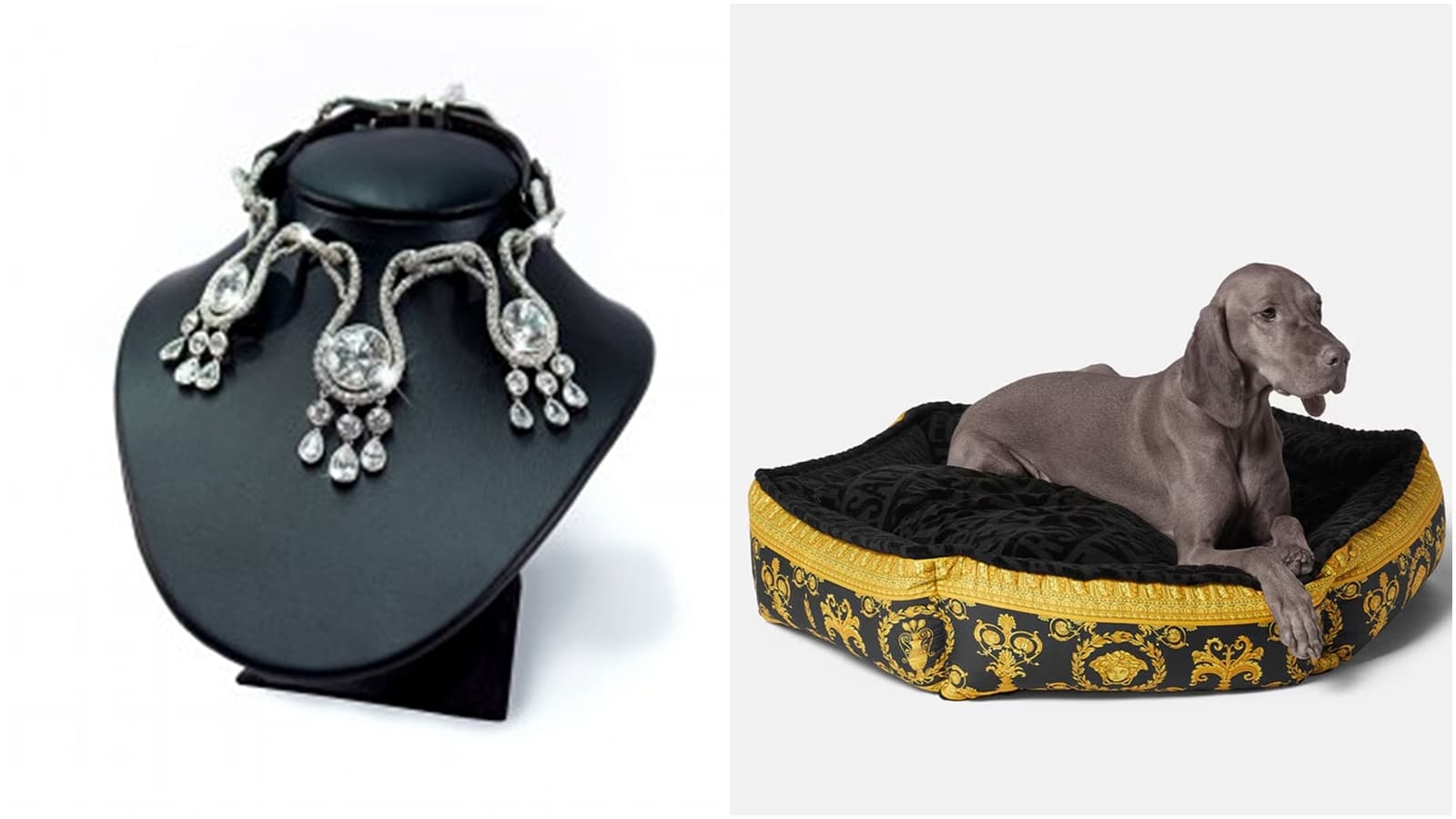 Ultra-Luxury Pet Jewelry Soars, With Diamond Gold Collars Costing Thousands