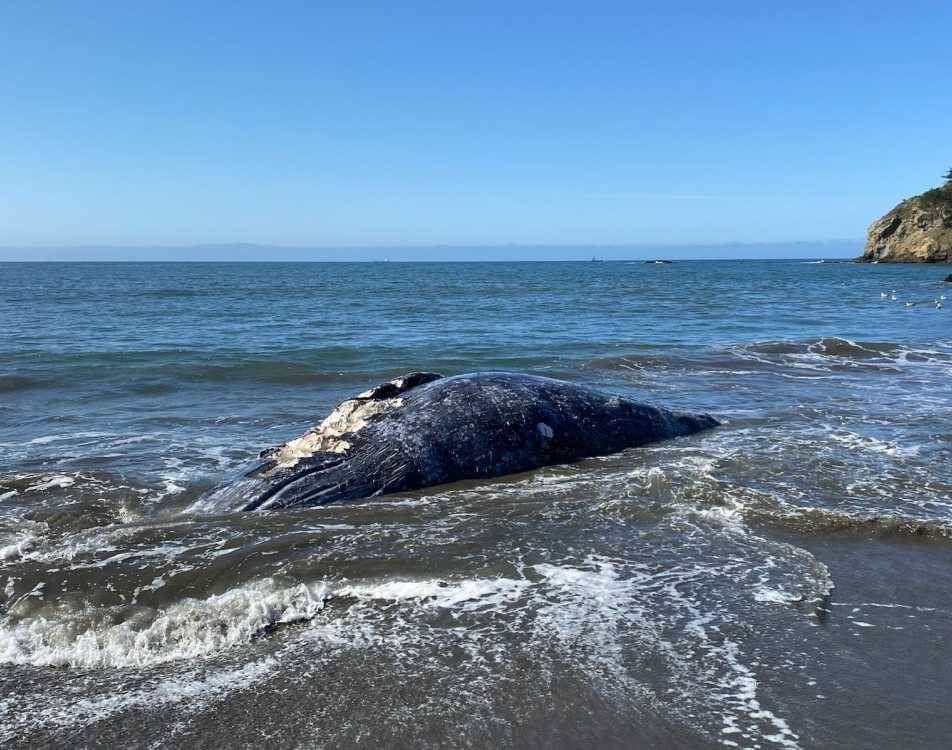 Unseasonably Early Gray Whales Enter San Francisco Bay, Raising Vessel Strike Concerns