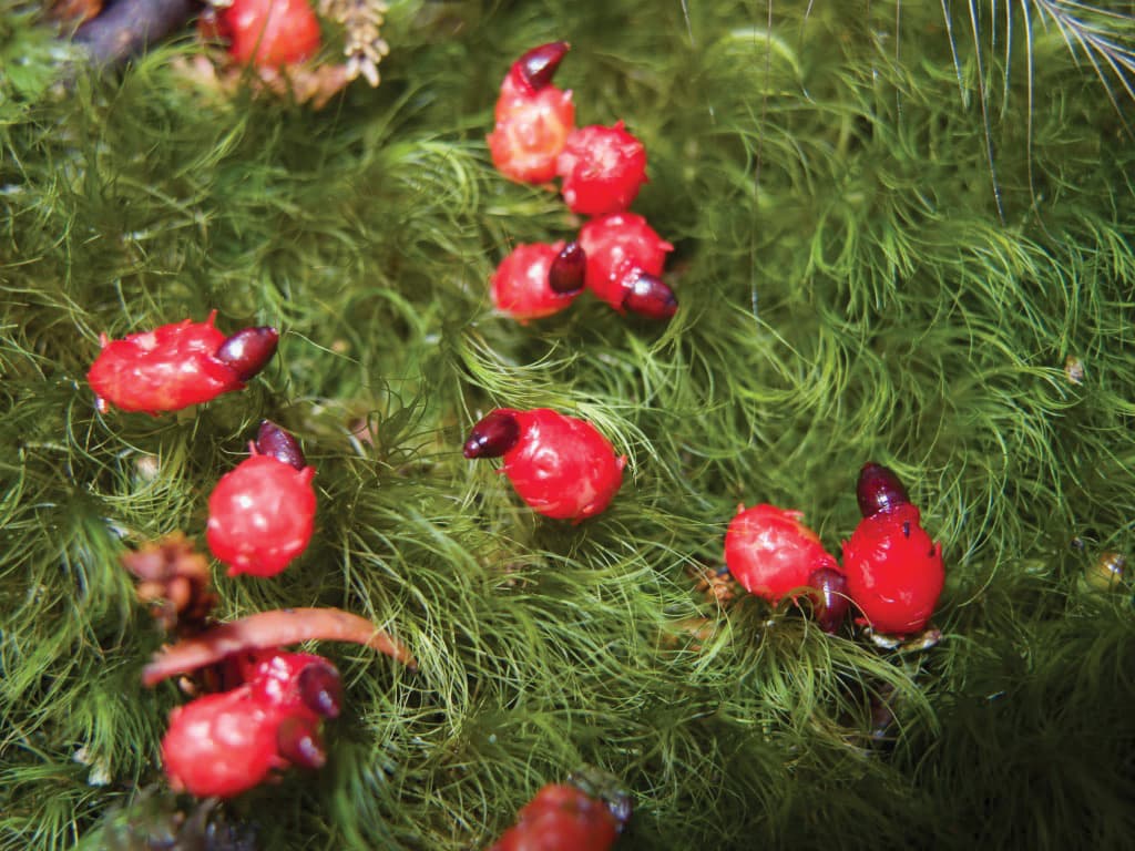 Bumper rimu berry harvest triggers rare breeding season for kākāpō