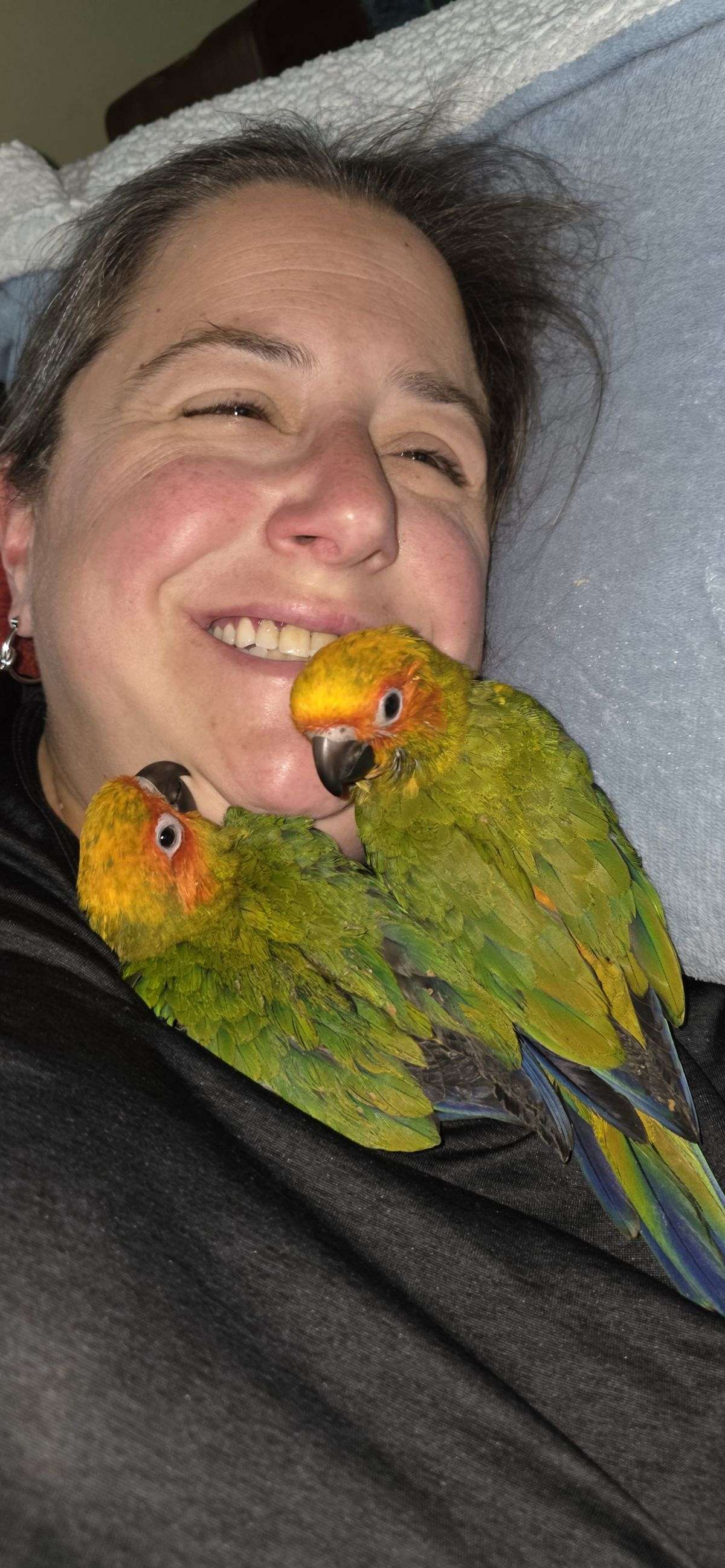 Scammers Contact Orillia Woman Searching for Escaped Conure Named Noodle