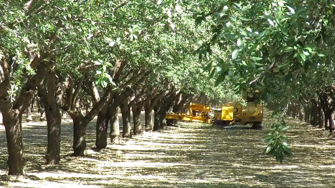 Fresno County Farms Post Record $9 Billion Output, Driven by Nuts and Grapes