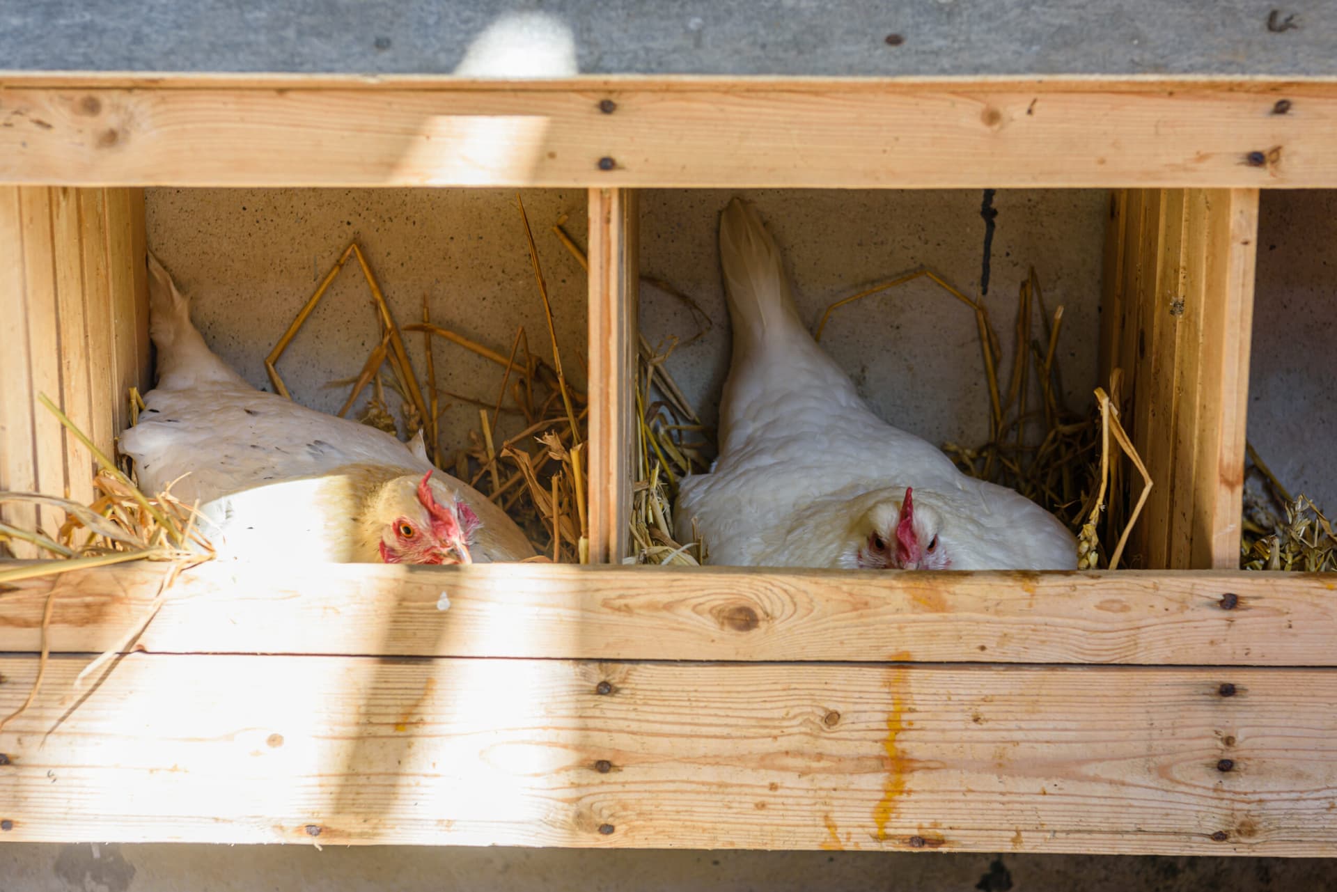 Best chicken coop bedding choices for heat, odor and cleanup
