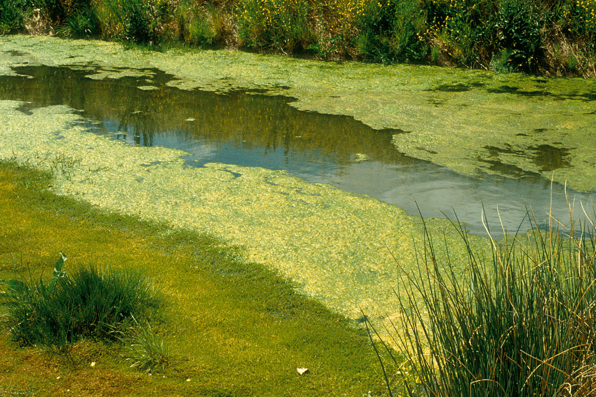 Health alert issued for blue-green algae at Lake Jesup