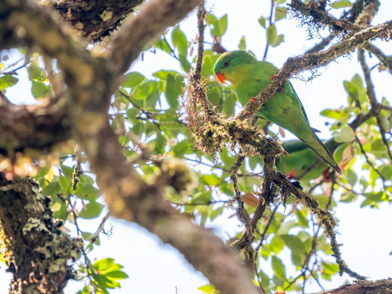 Blue-fronted lorikeet photographed again on Indonesia’s Buru Island