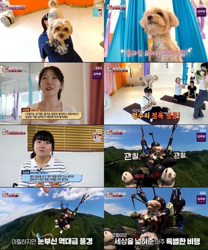 Cream the yoga-loving dog becomes star assistant at Gangnam studio