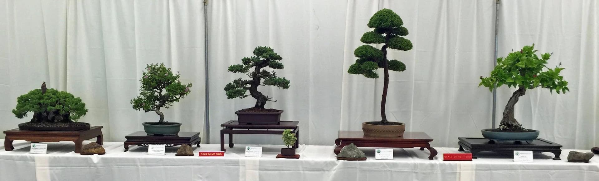 Pacific Bonsai Club exhibition and plant sale returns June 14