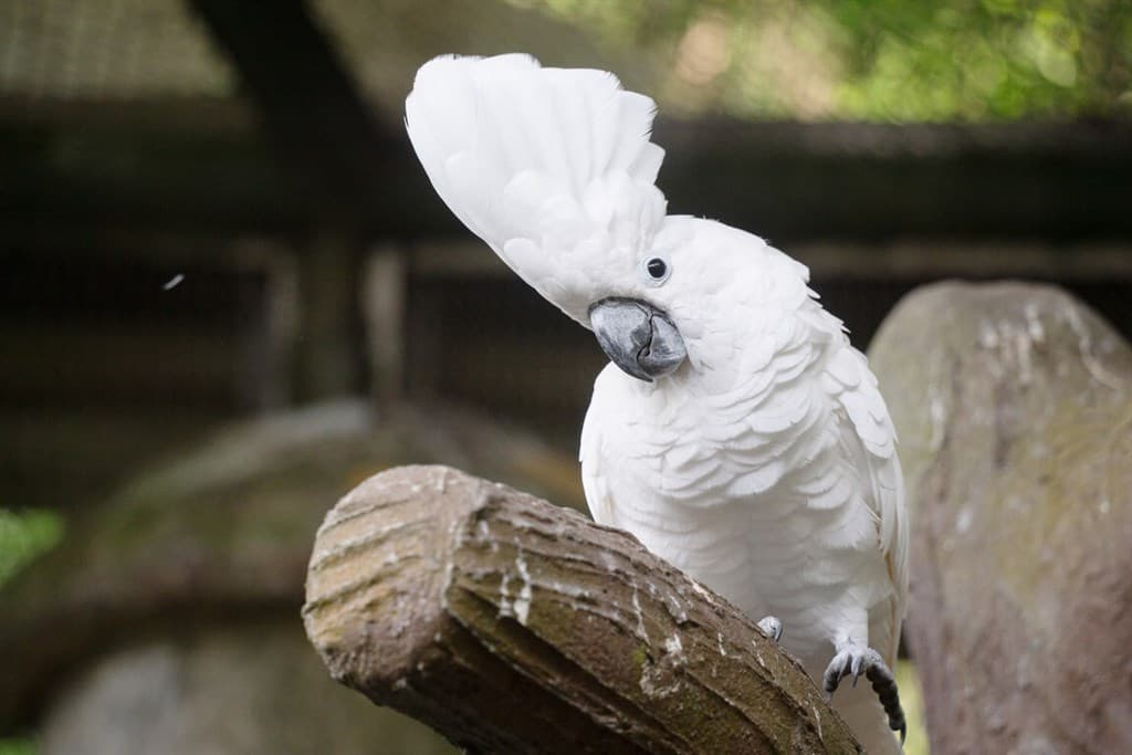 Taipei Zoo warns against abandoning parrots and wildlife trafficking