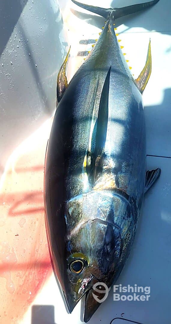 Team Luminare Scores Yellowfin Tuna Success Offshore Herradura, Costa Rica