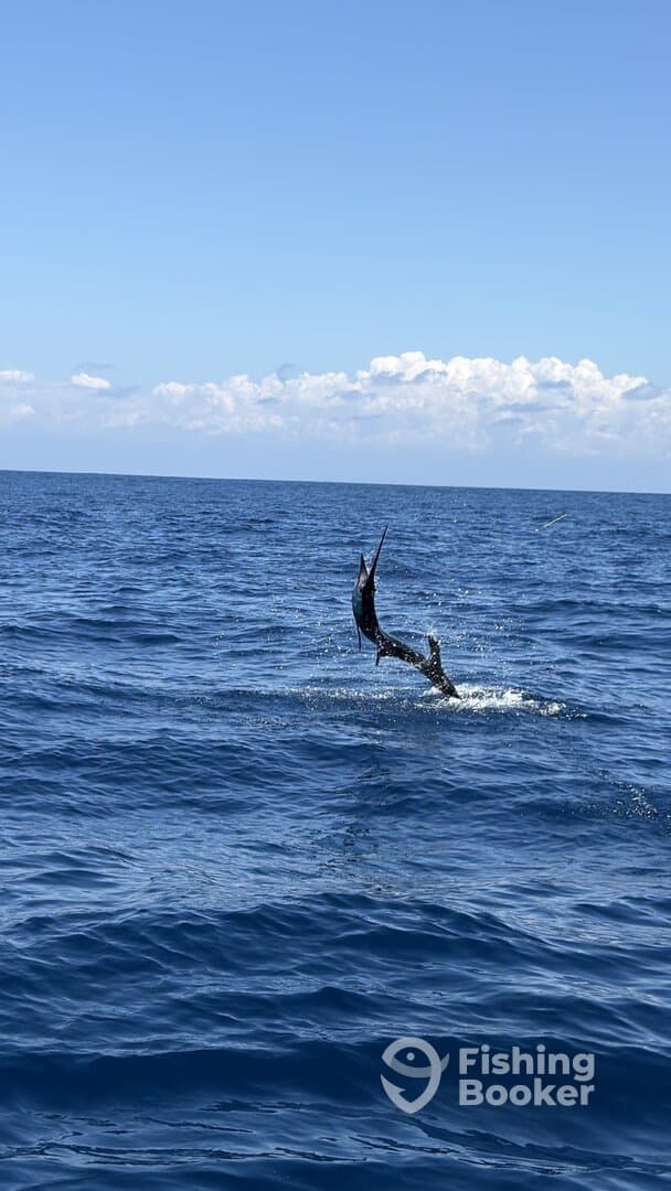 Quepos Anglers Score Sailfish, Tuna and Dorado in Sizzling March Bite