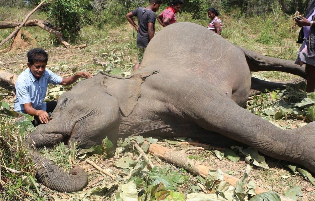 Sri Lanka’s elephant conflict deepens as farmer deaths rise