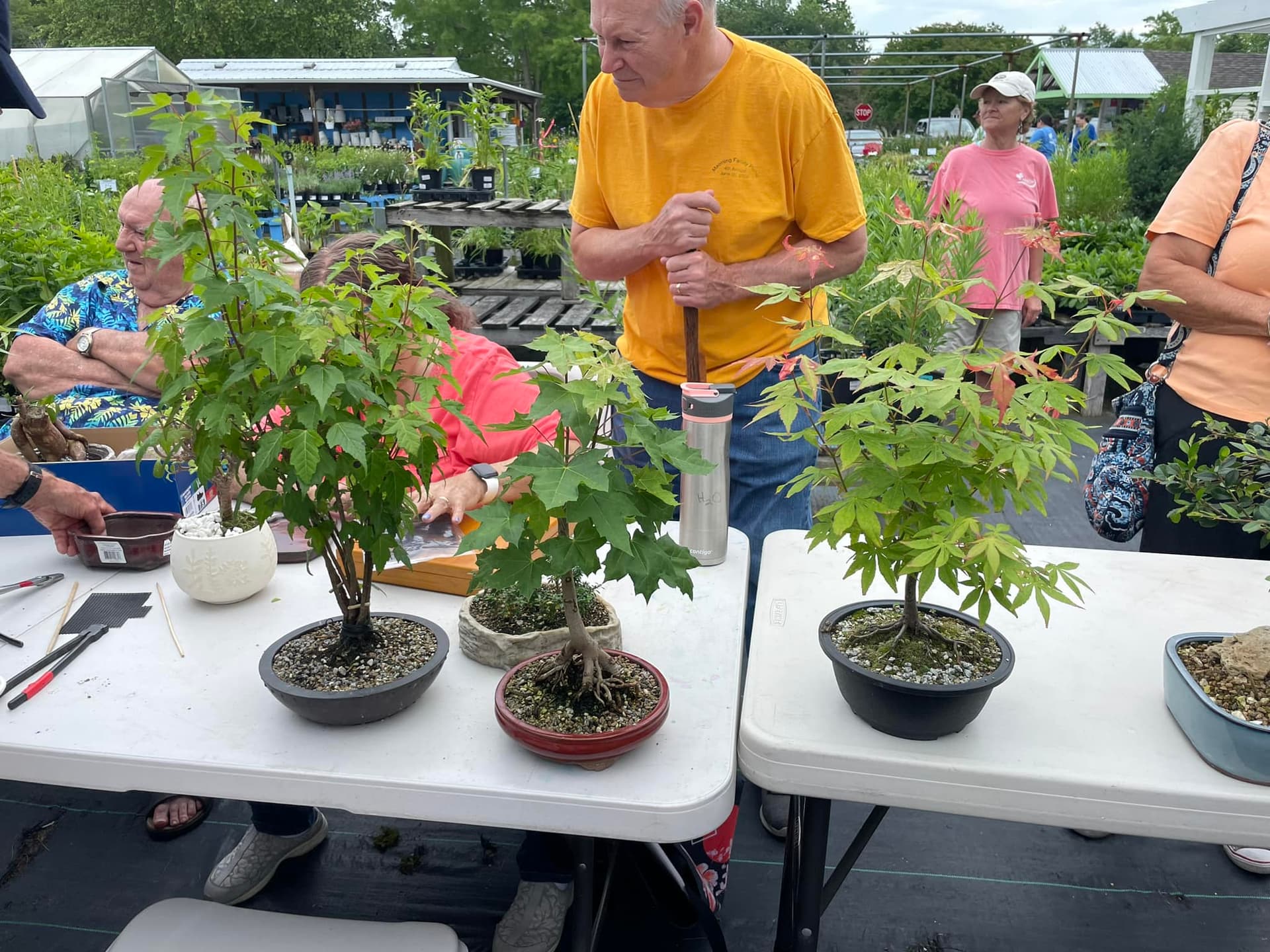 Inland Bays Bonsai Club Meets Feb. 4 in Frankford, Welcoming Beginners