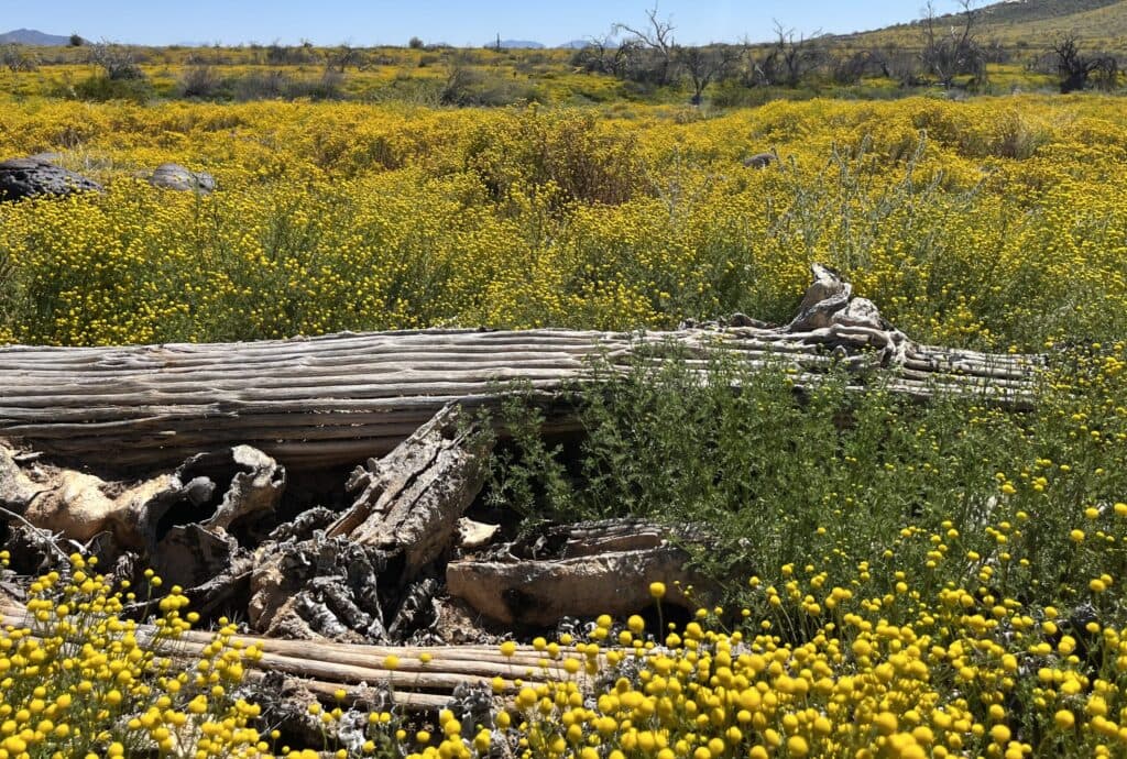 Stinknet blooms across Yuma area deserts, raising wildfire concerns