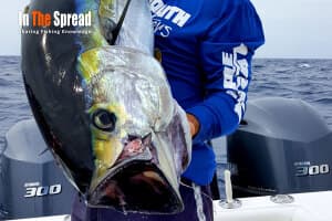 Baja Yellowfin Tuna Return Offshore, 30 Miles Out Near Porpoise Schools