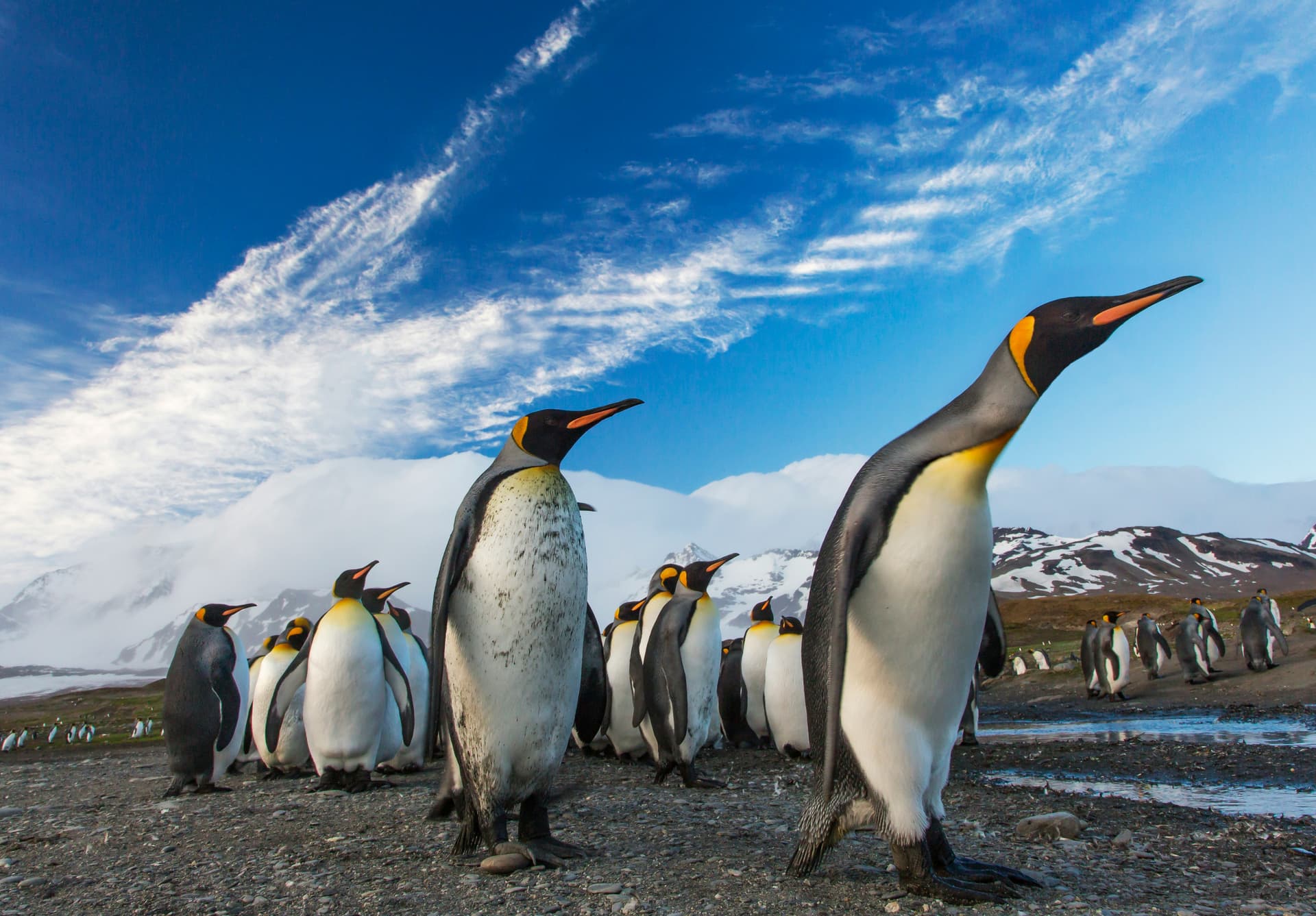 Antarctica talks in Hiroshima target emperor penguin protections, tourism limits