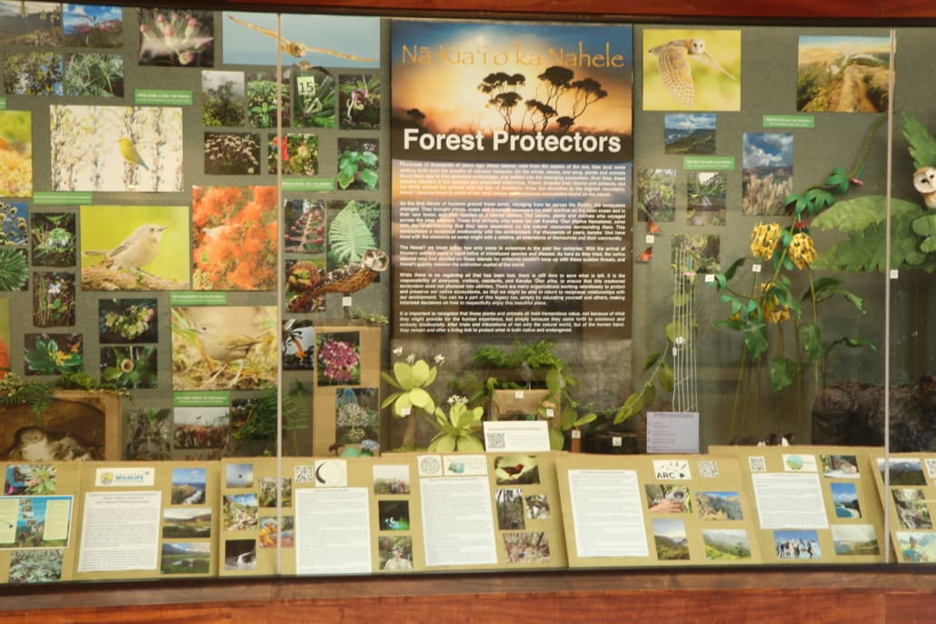 Conservation Art Show Opens in Līhuʻe Highlighting Native Birds, Snails