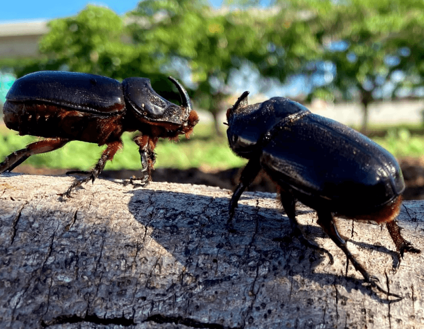 Four Detection Dogs Trained to Find Coconut Rhinoceros Beetle Sites