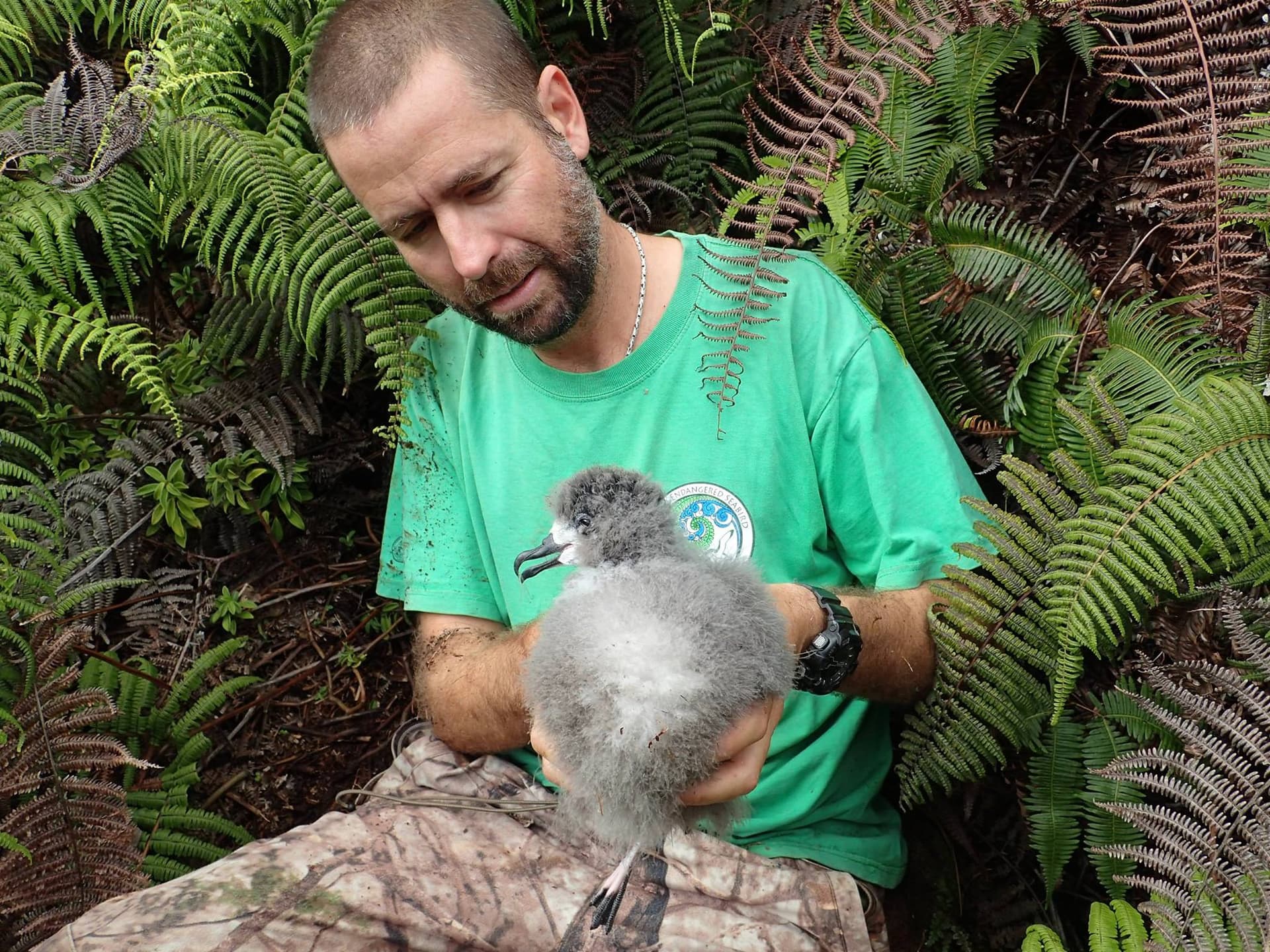 US Navy Awards $800,000 to Expand Kauaʻi Seabird and Waterbird Habitat