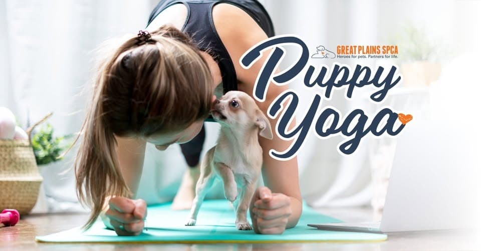 Puppy yoga at Great Plains SPCA raised funds and socialized pups