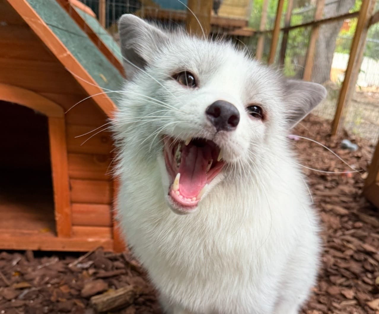 Grant helps Monroe County fox therapy program support children