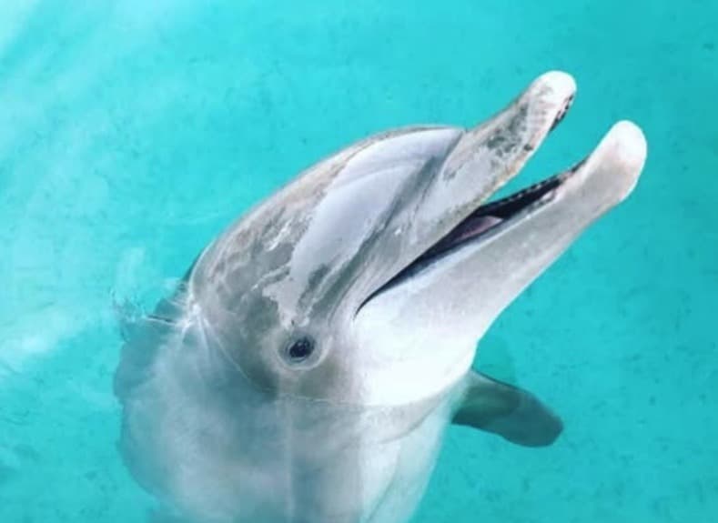 Monroe County nonprofits absorb dolphins from closed Seaquarium, Gulf World