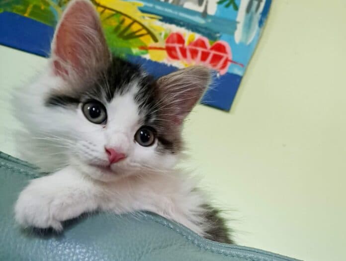 Sloppy Joe's Foundation Seeks Monroe County Cat Face of Caturdays