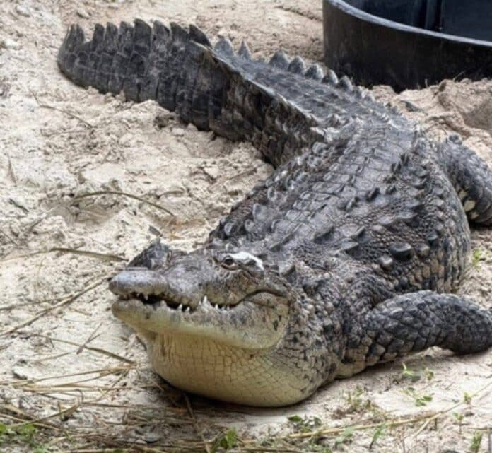 Rescued Key Largo crocodile dies after months of treatment