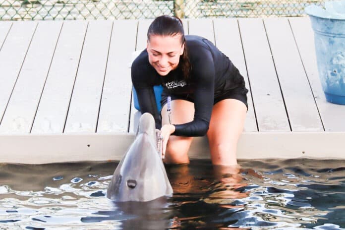 Dolphin Life Rehomes Four Bottlenose Dolphins, Keys Community Responds