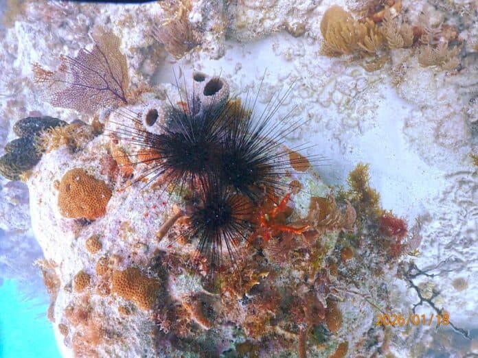 First sea urchin release at Horseshoe Reef aims to boost coral recovery