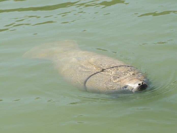 Rescue Teams Free Manatee Calf Entangled in Fan Belt