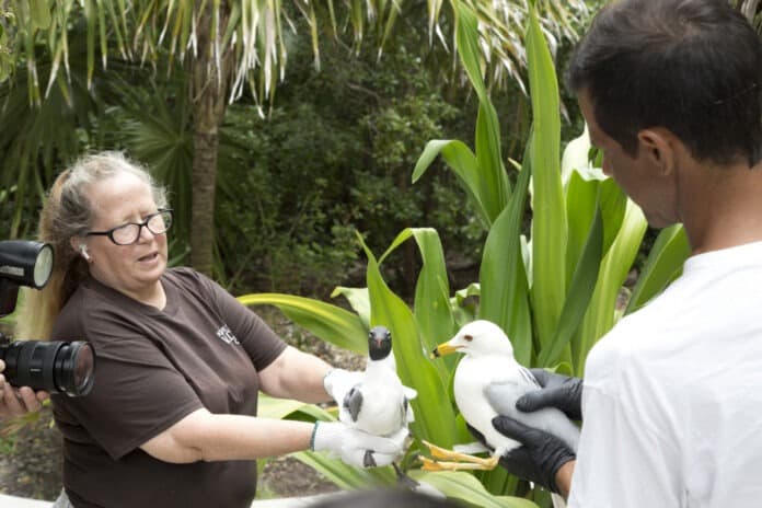 Key West Wildlife Center fundraiser at historic garden supports Lower Keys wildlife