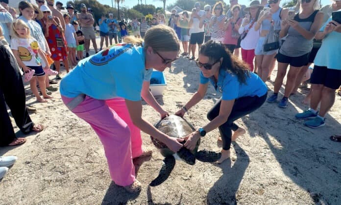 Rehabilitated cold-stunned 50-pound green sea turtle released at Islamorada's Founders Park