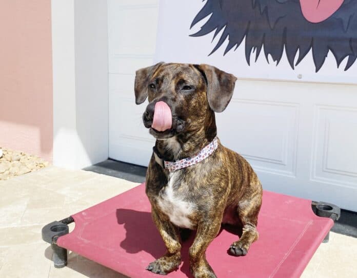 Rescue Dog Brewster Needs Community Support for Costly Orthopedic Surgeries