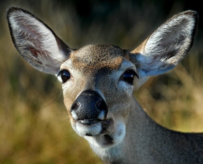 FWS, FWC Seek Monroe County Input Through 15-Minute Key Deer Survey