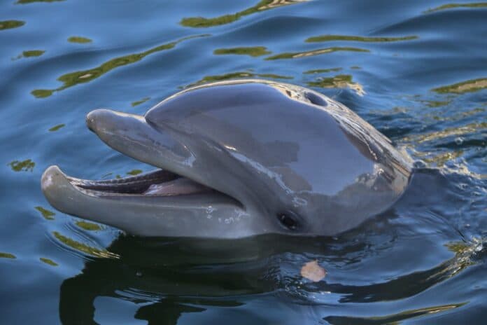 Key Largo Facility Welcomes Six Miami Seaquarium Dolphins, Seeks Volunteers
