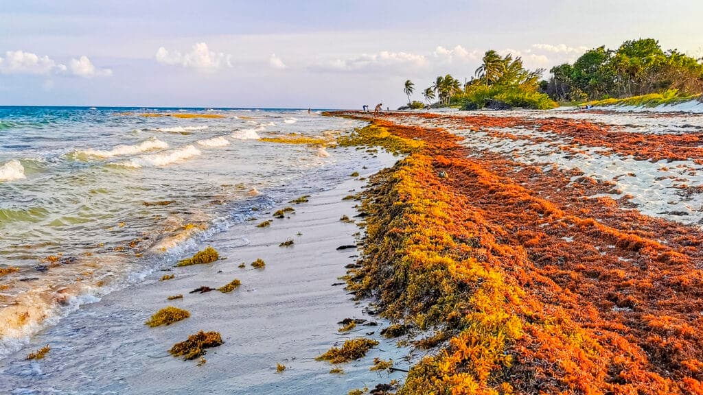 Sargassum piles up on Key West beaches, bringing foul odor