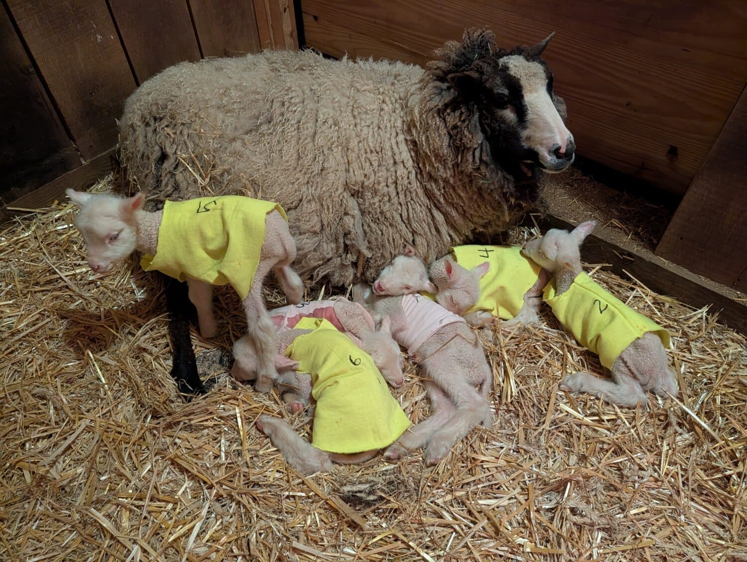 Vermont sheep gives birth to rare sextuplets, six lambs thrive on farm