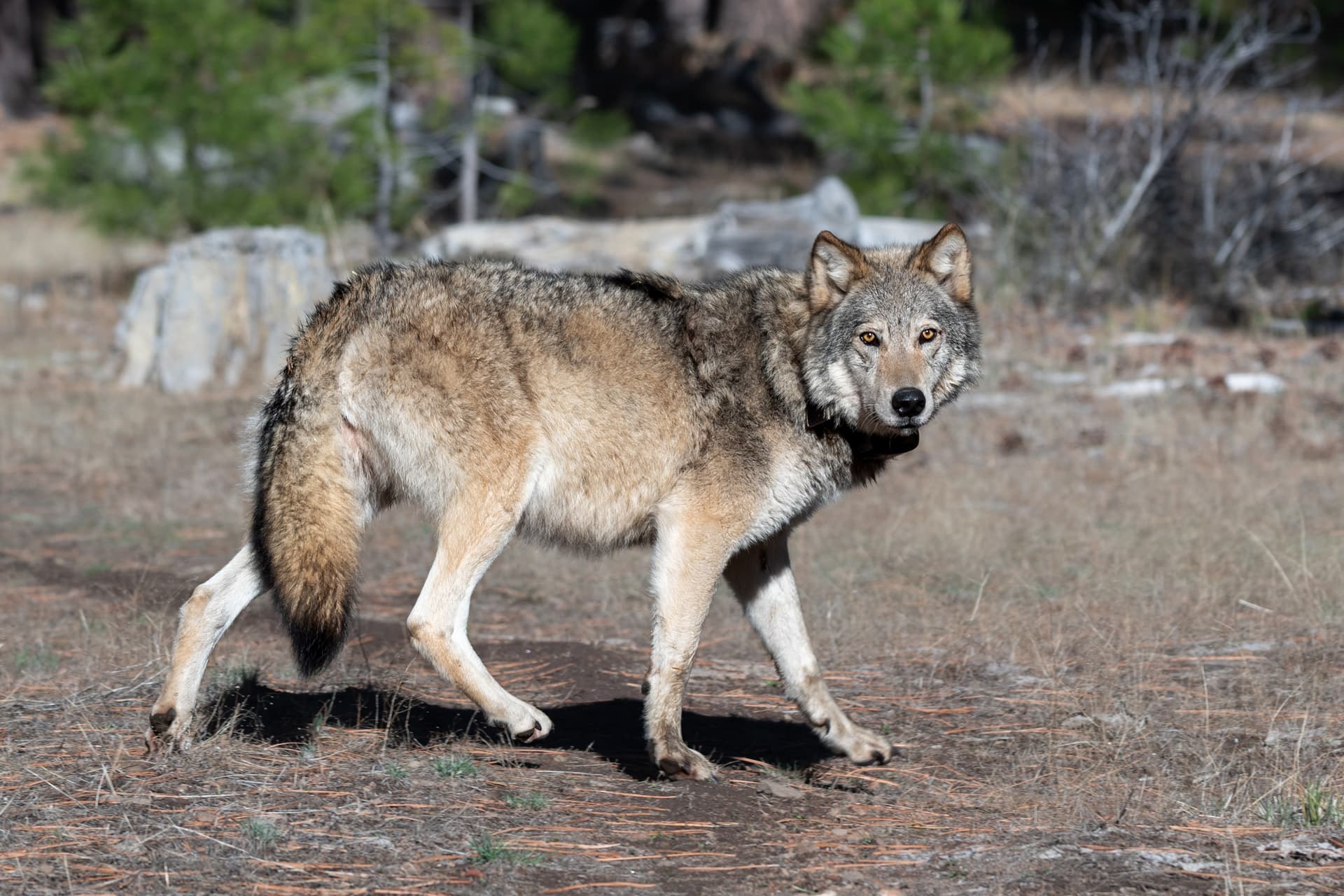 Wolf spotted in Sequoia National Park for first time in a century