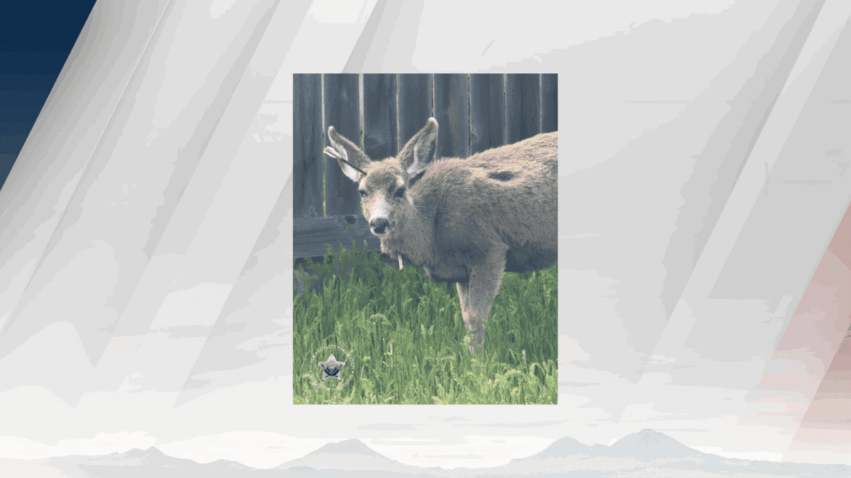 Oregon State Police seek tips after mule deer shot with crossbow bolts near Elgin