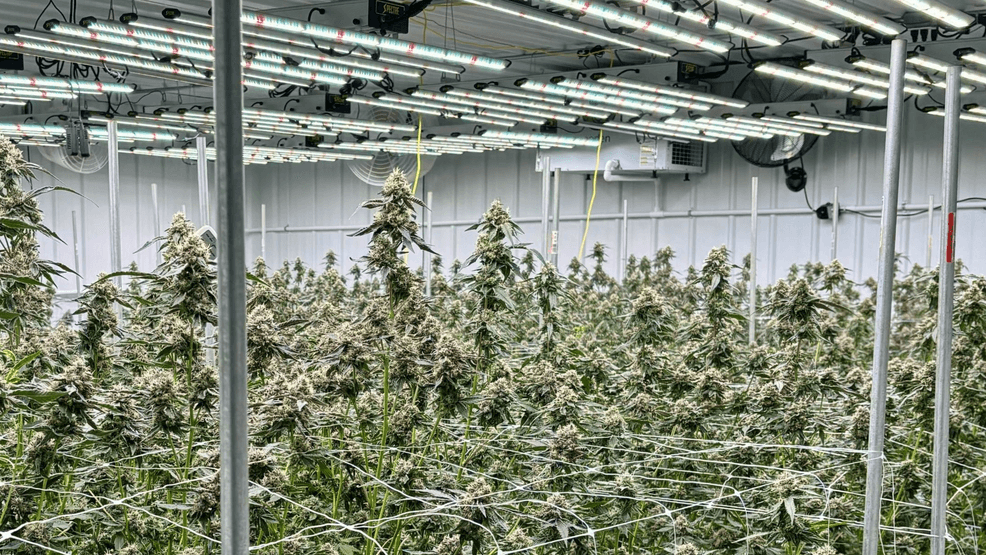 Madera Authorities Arrest Mega Pit Owner in Multi-County Marijuana Raid