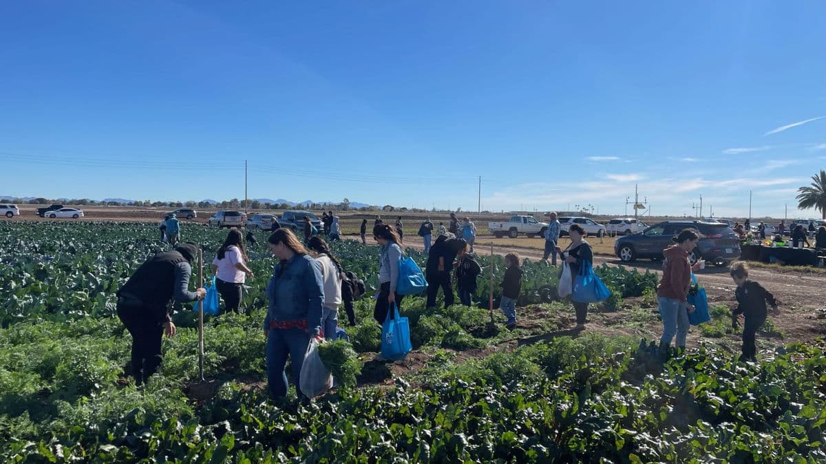 UA Cooperative Extension Launches Weekly Farm-to-Family Tours in Yuma County