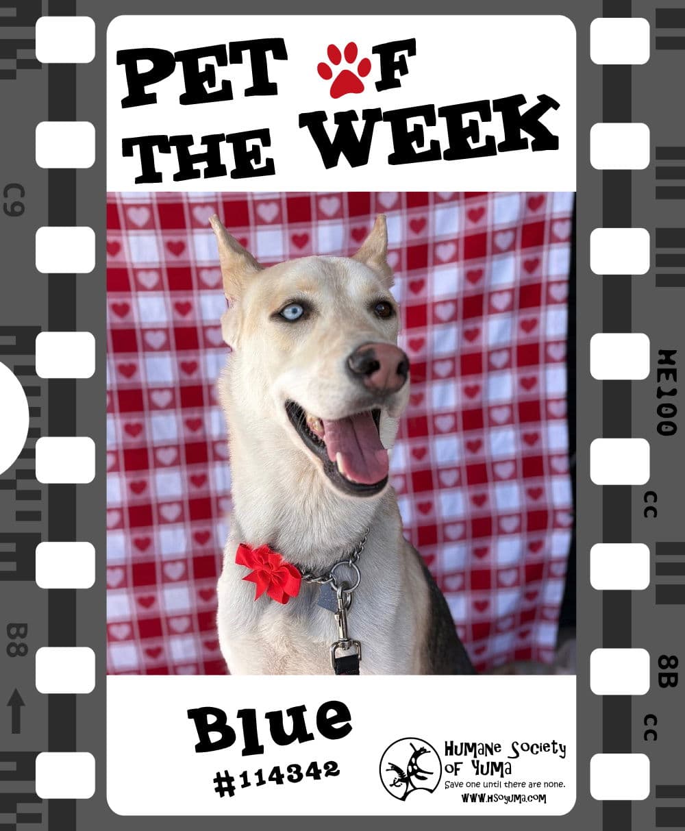 Humane Society Offers Free Adoption, Spotlight on Blue