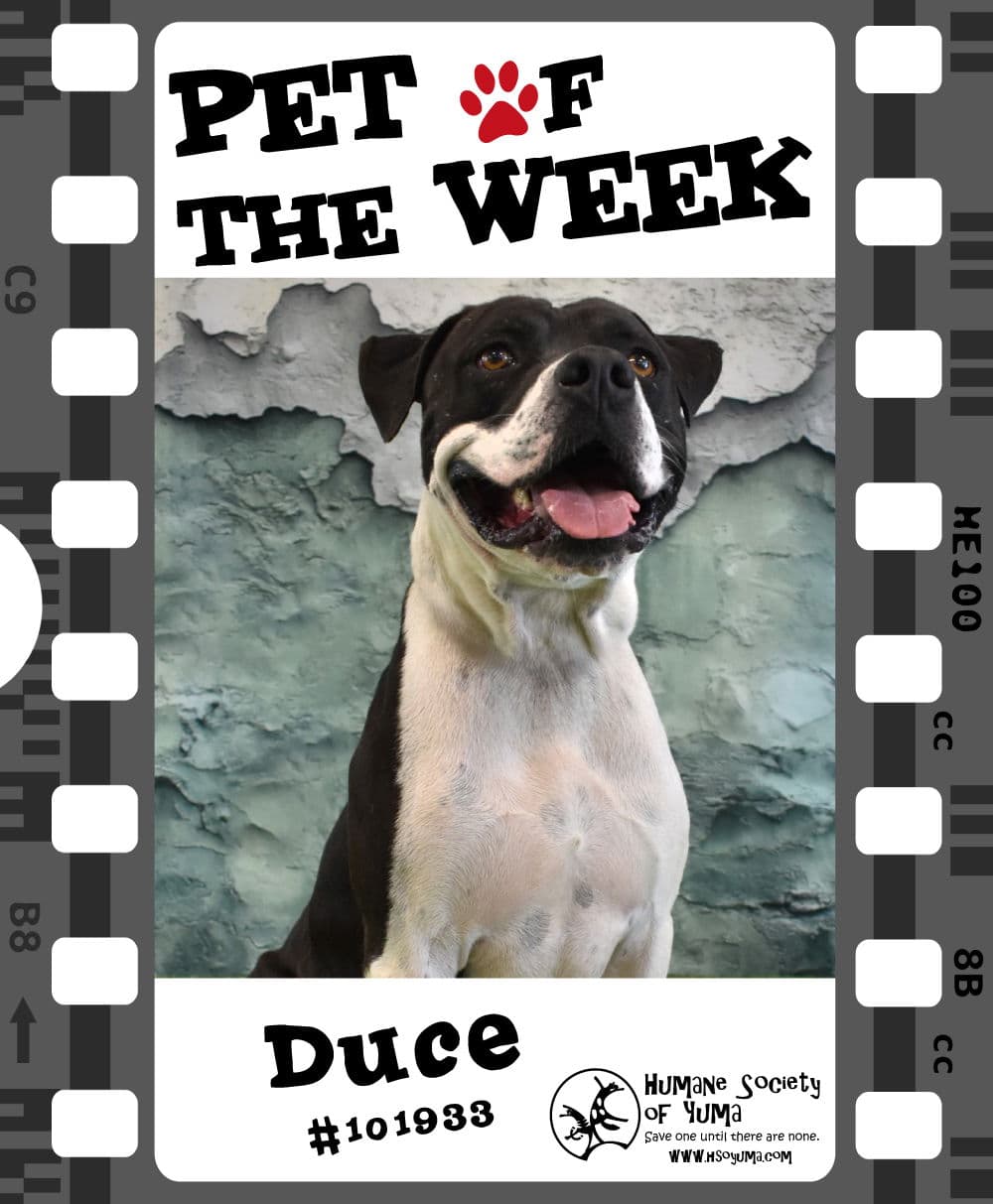 Local Shelter Waives Fee for Duce, Pit Bull Ready for Home