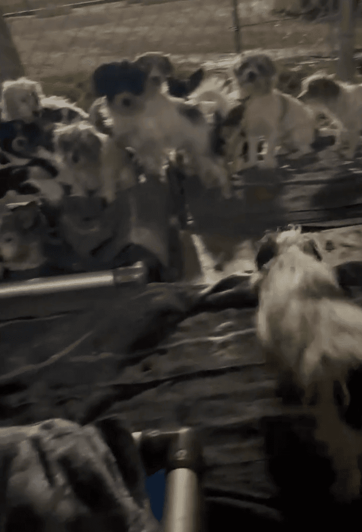 Humane Society of Yuma Takes in 25 Dogs From Brawley Home