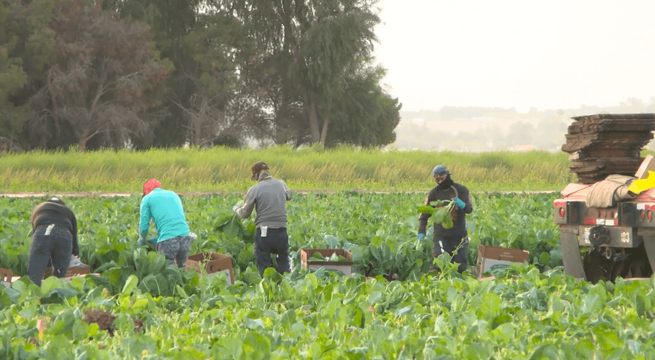 Supreme Court case could reshape farmworker protections in Yuma County