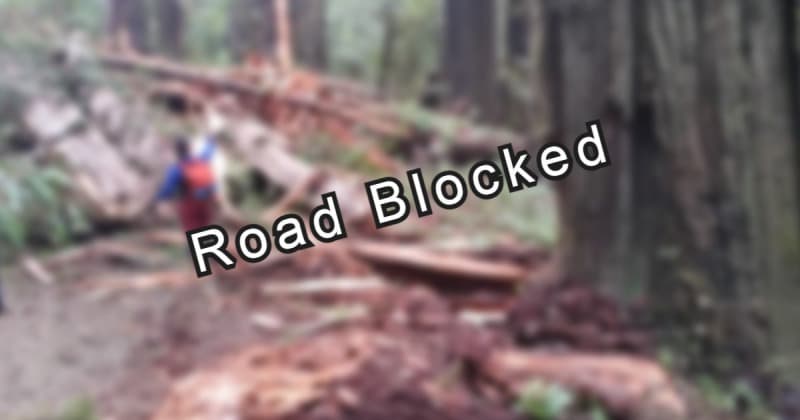 Tree briefly closes all lanes of Highway 101 near Dyerville Overlook